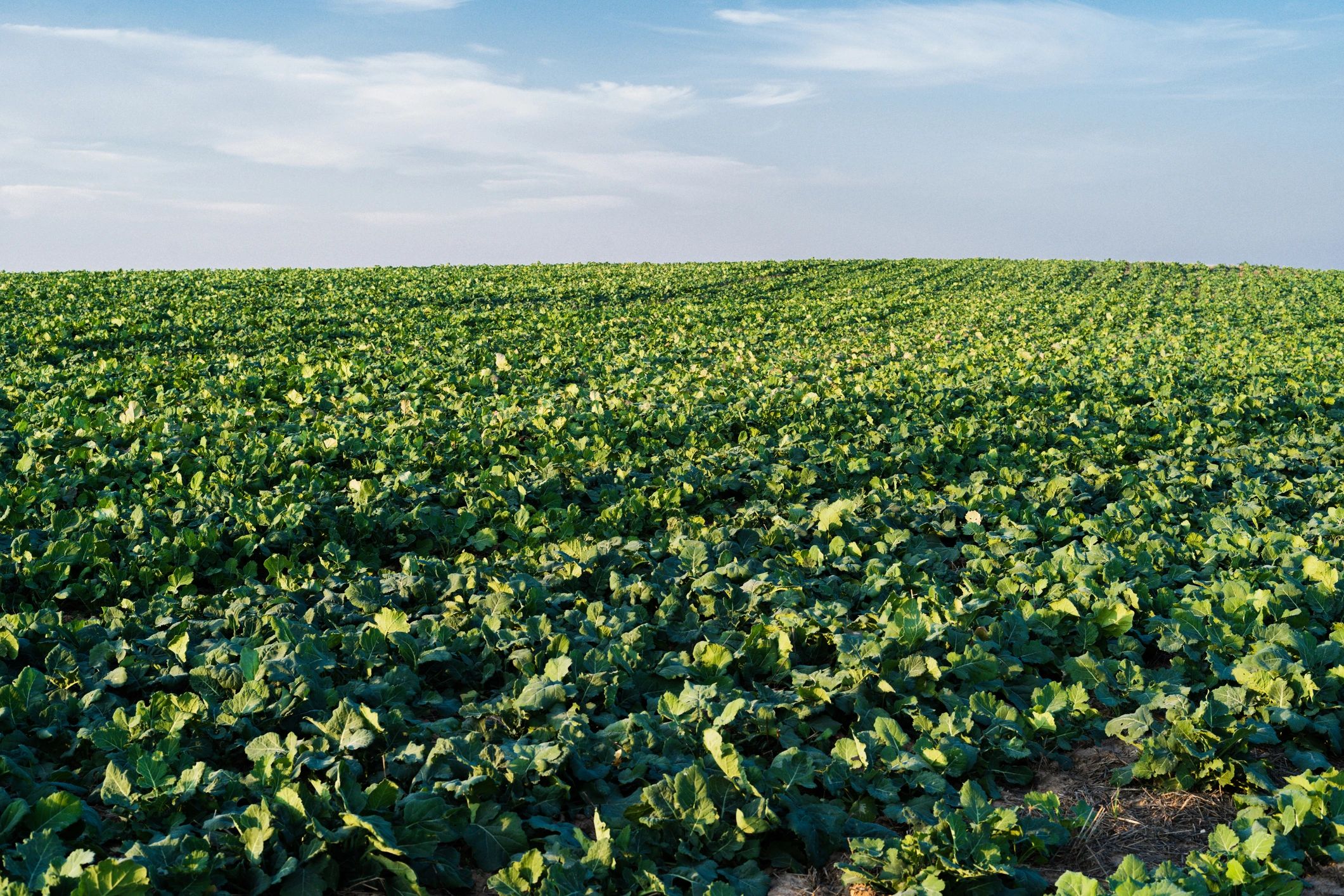 Fresh lettuce field for export supply