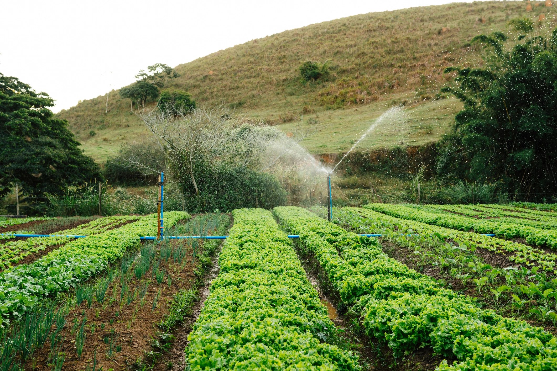 Irrigated crops in rural field